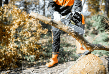 A worker safely uses a chainsaw to cut a large branch off of a fallen tree